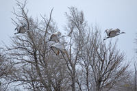 Sandhill Cranes 3493